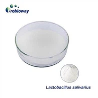 Lactobacillus Salivarius Пробиотики