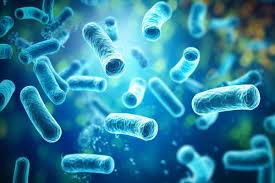 Для чего используется Lactobacillus Rhamnosus GG?